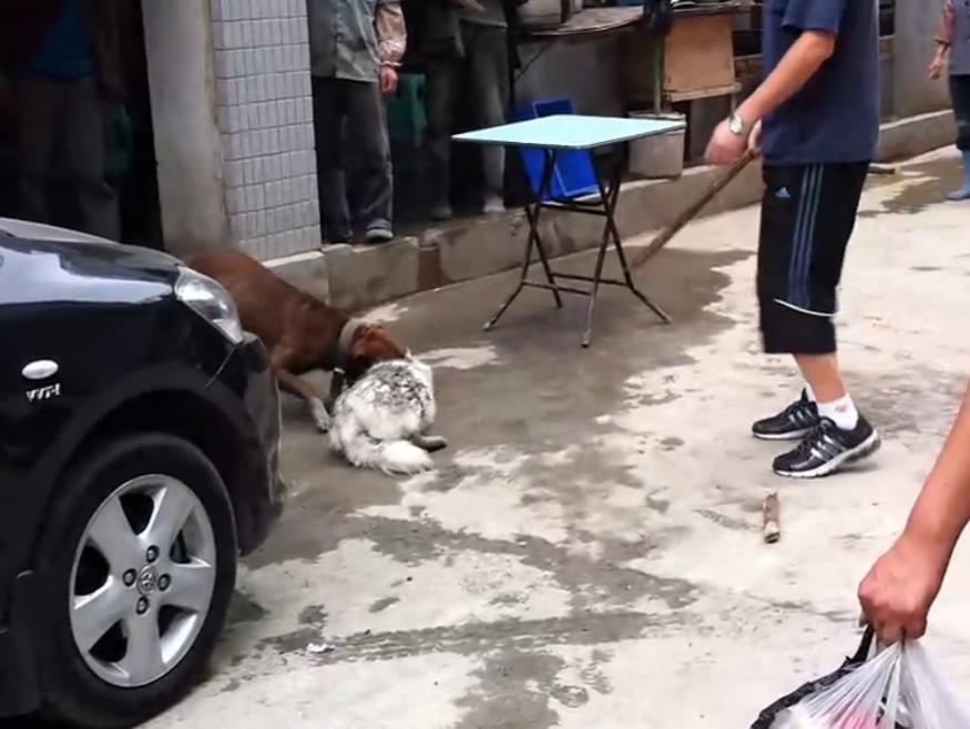 比特犬撕咬萨摩耶,主人屡次狠打比特犬,眼看就要置萨摩耶于死地