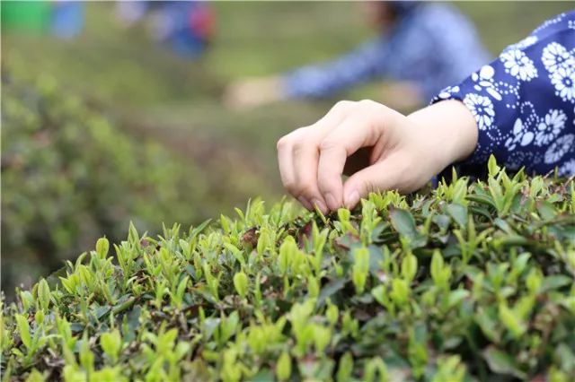 会稽之巅,东阳市婺州东白茶开采节