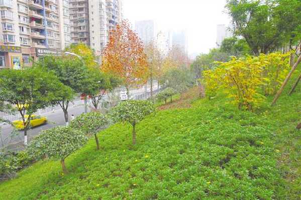 重庆渝北区小众免费景点,重庆野采好去处