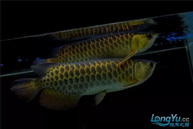 一招教你选龙鱼,龙鱼饲养经验交流