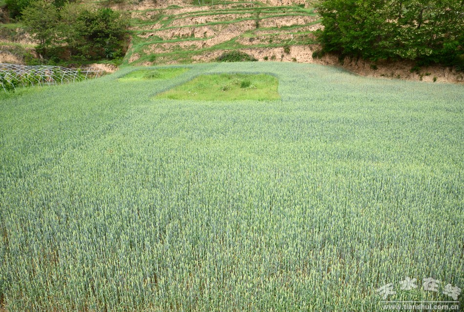 天水市麦积区最美村庄,天水市最美乡村谢沟村