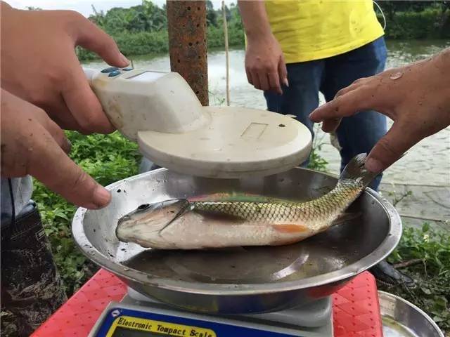 从种苗到流通，海大欲建价值链优势雄霸惠州市场