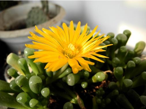 多肉开花了以后怎么处理,多肉开花枯了怎么办