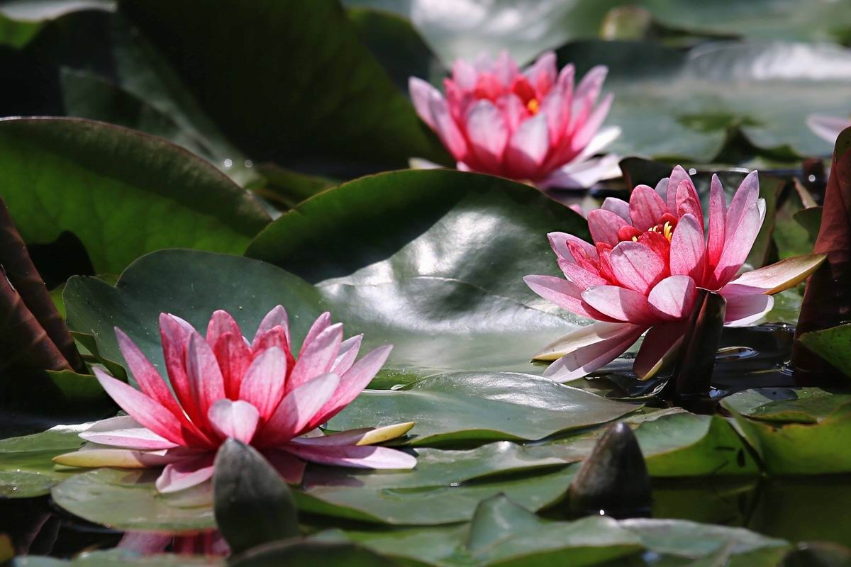 睡莲和荷花的区别在哪,睡莲与荷花有什么区别和联系