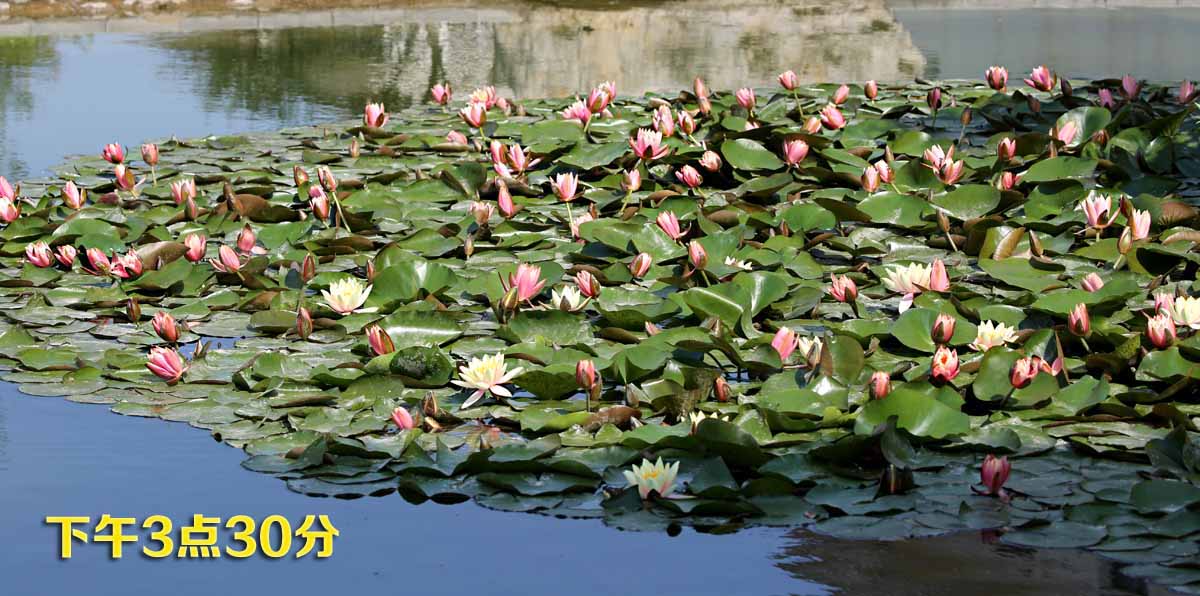 睡莲和荷花的区别在哪,睡莲与荷花有什么区别和联系