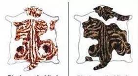 趣说猫历史|原来所有猫咪中性格最好的是你呀！