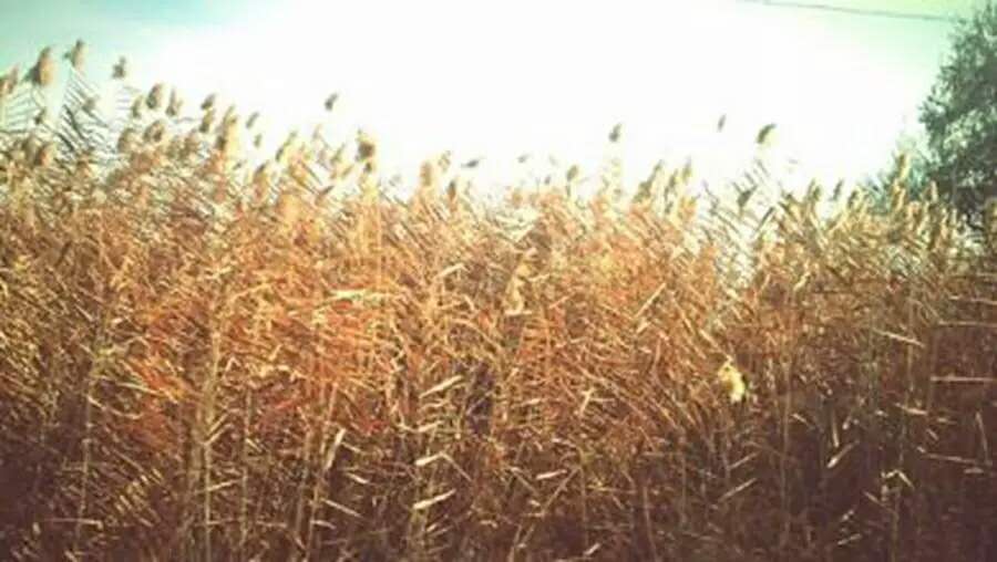 月白月明：满仓和他的女人