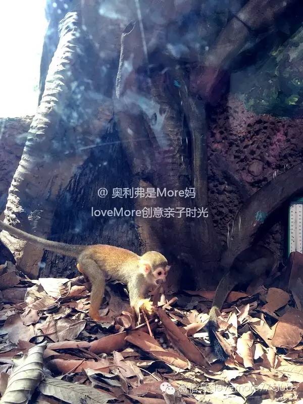 一日游广州长隆野生动物园攻略,广州长隆野生动物园自由行攻略