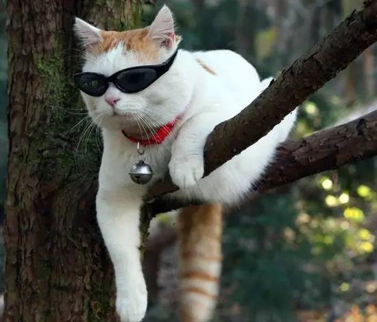 有没有出现过猴年马月,以后是不是真的就有猴年马月了