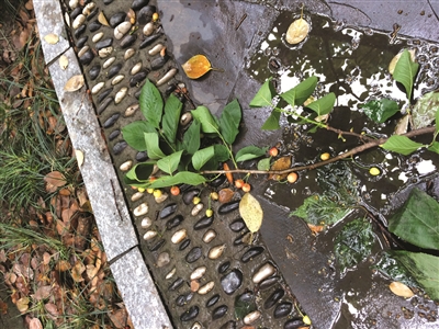 闸弄口新村事件,闸弄口新村后续处理