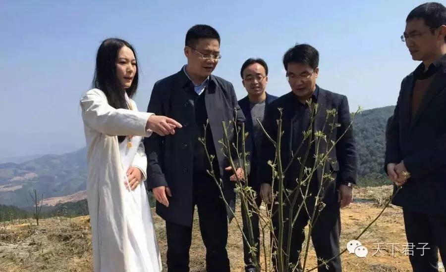 仙县仙女仙叶----青钱柳考察记—糖尿病患者的福音