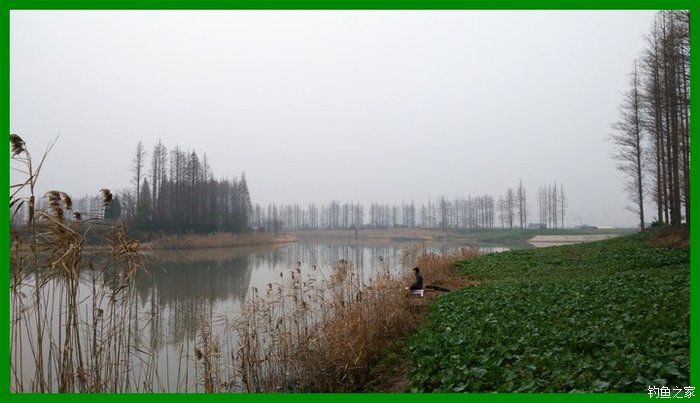 大鲫鱼大鱼,大鲫鱼大鲤鱼