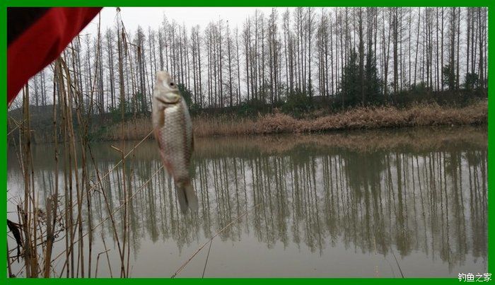 大鲫鱼大鱼,大鲫鱼大鲤鱼