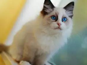 布偶猫最好看的是哪种,布偶猫有哪些比较好的品种