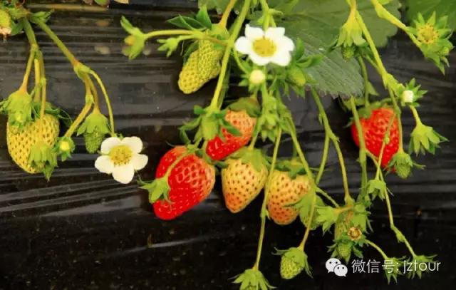 全国十大草莓节,草莓文化节开幕式