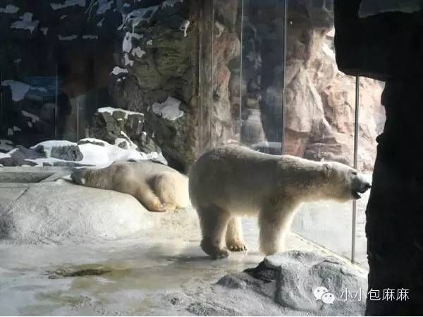 广州长隆动物园一日游攻略,长隆动物园和海洋公园哪个值得去