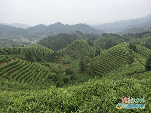江西遂川汤壶镇及桃源梯田,江西遂川县桃源梯田