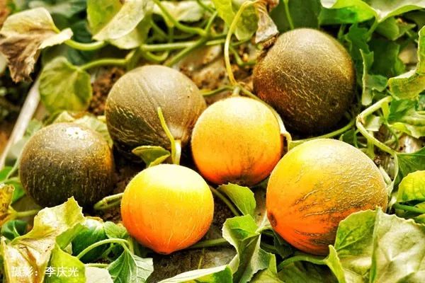 磴口的华莱士哪里有卖,天下第一瓜只有在磴口能吃上