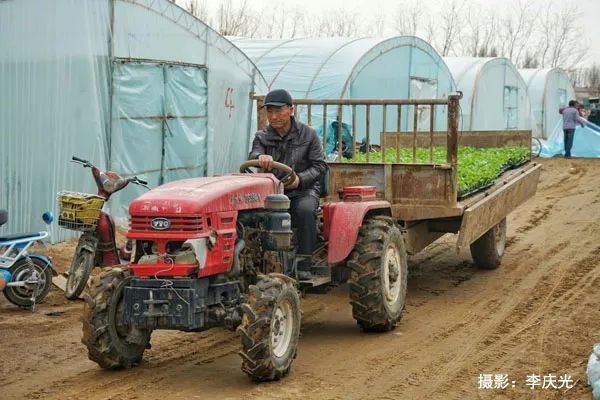 天下第一菜的西瓜视频,天下第一瓜只有在磴口能吃上
