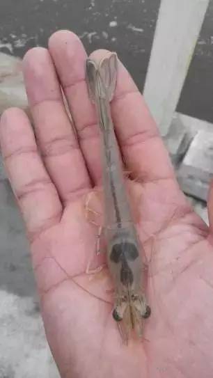 虾肠炎最佳治疗时间,虾肠炎是什么原因引起的