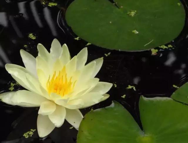 迎接父亲节：紫溪半岛的2000株紫薇花竞相绽放！限时免费欣赏