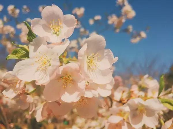 这些镜头里的花，让我瞬间变“花痴”