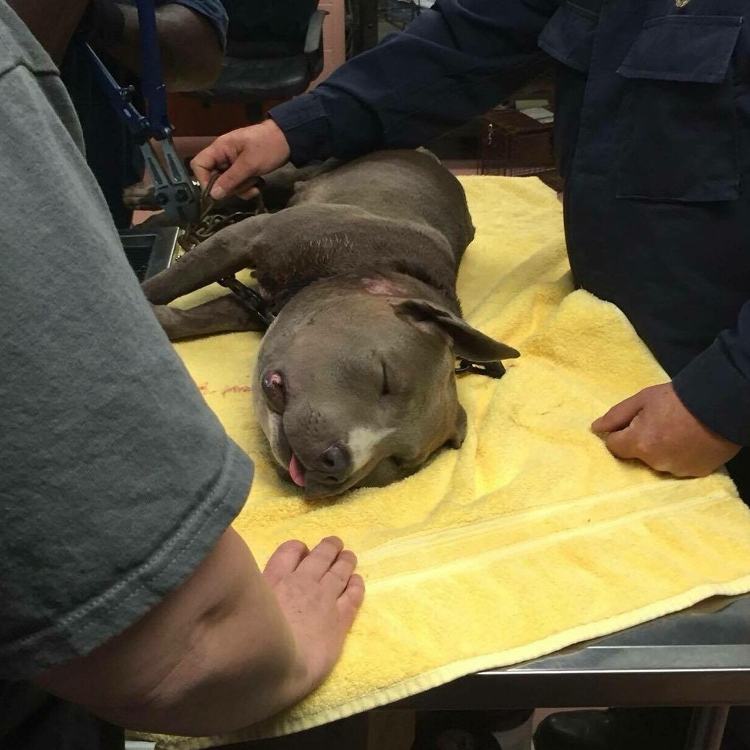 狗狗被蜇,狗狗疑似被蜜蜂蛰成球肿成馒头