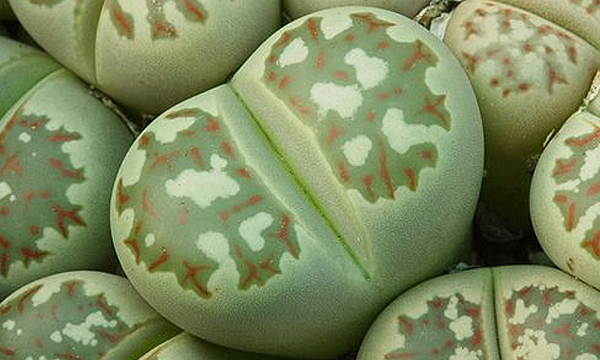 云南多肉植物生石花,南非多肉盆栽生石花