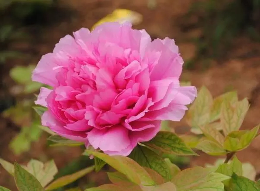 汉字的读音之美,汉字美的偏旁