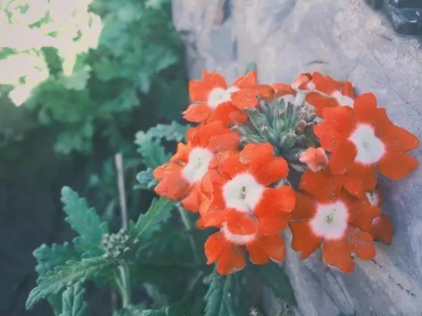 这些镜头里的花，让我瞬间变“花痴”