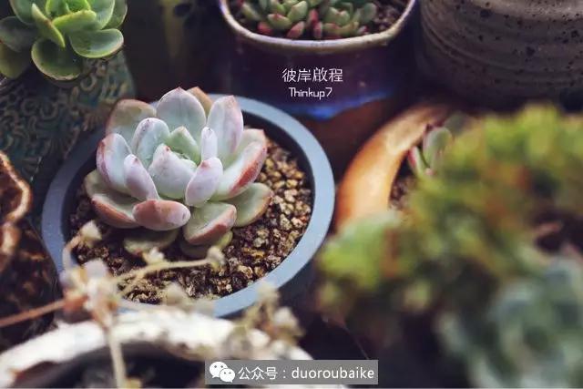 肉肉养在露台夏季要遮阳吗,露养夏天也不遮阳吗