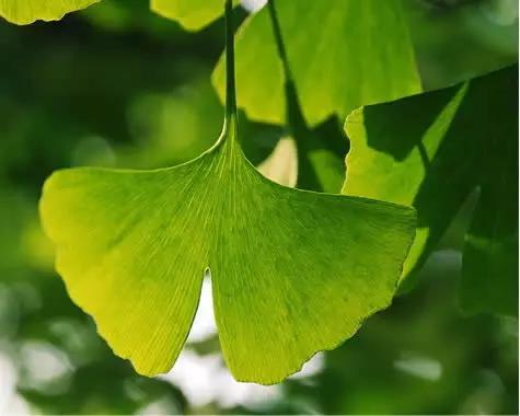 抑郁症自然疗法,抑郁症的快乐疗法