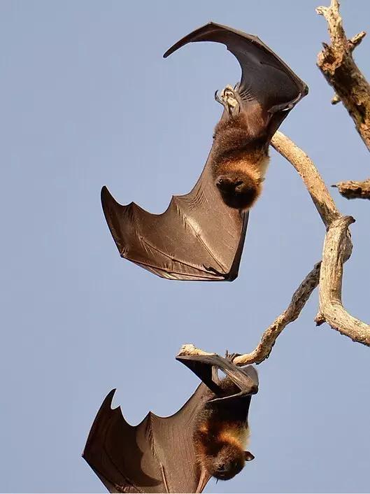 又有一个神秘岛国对中国免签,这个以胖为美的国家,美到极致!