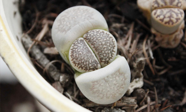 云南多肉植物生石花,南非多肉盆栽生石花