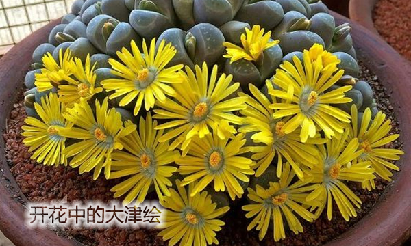 云南多肉植物生石花,南非多肉盆栽生石花