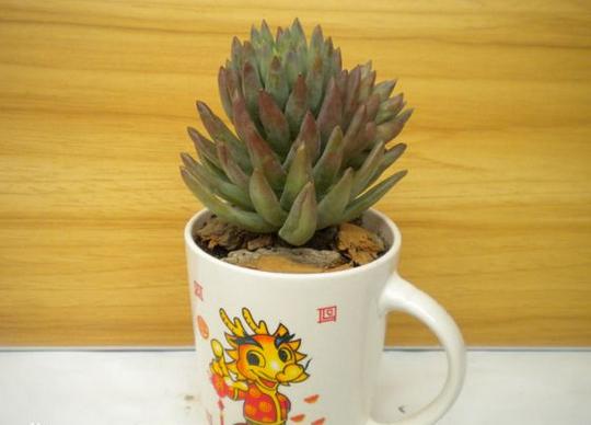 用超小的花盆种肉,自己做多肉花盆的方法