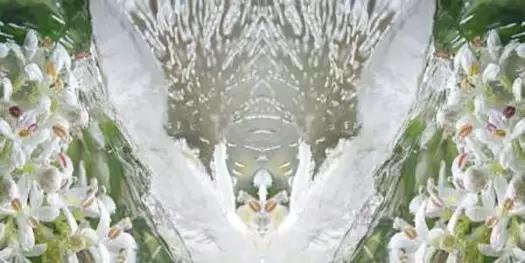 这些镜头里的花，让我瞬间变“花痴”