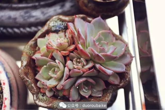 肉肉养在露台夏季要遮阳吗,露养夏天也不遮阳吗