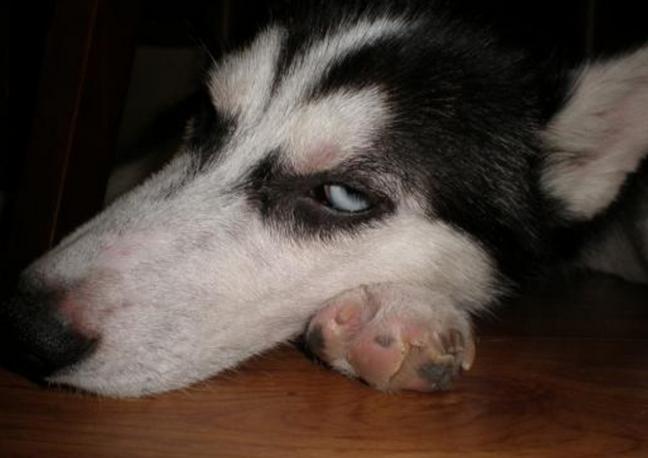 狗狗维生素过量会怎样,狗狗维生素b中毒怎么办