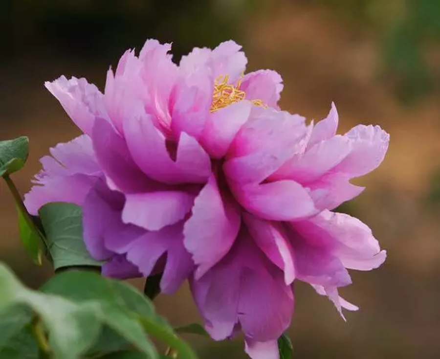 汉字字形字音之美,汉字有字音之美