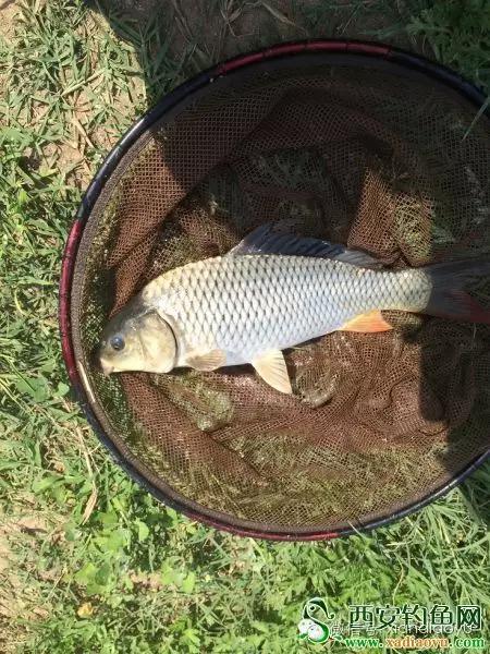 野钓民间故事,野钓奇葩故事视频