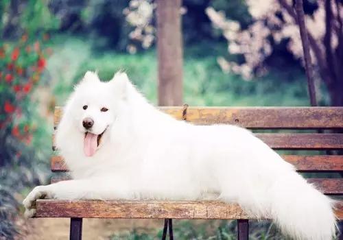 萨摩耶犬的遗传疾病有哪些,萨摩耶常见疾病以及防治措施