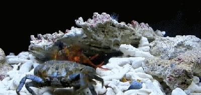 皮皮虾是哪来的和平精英,皮皮虾特性