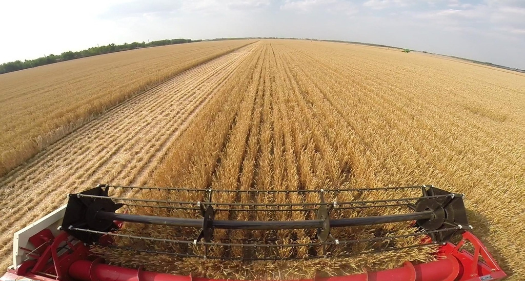 小麦钓鱼用什么打窝效果最佳,小麦钓鱼最佳方法