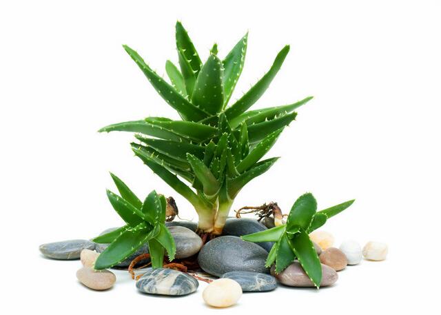 库拉索芦荟养殖方法,芦荟的养殖方法和注意事项