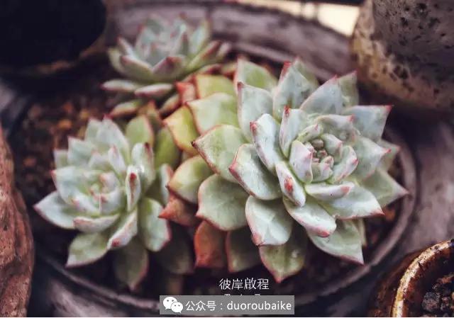 肉肉养在露台夏季要遮阳吗,露养夏天也不遮阳吗