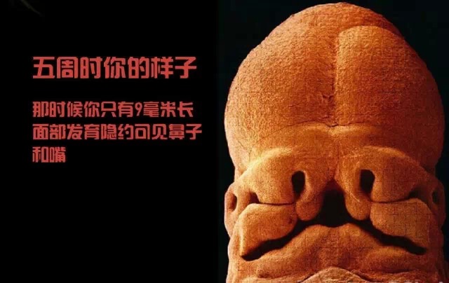 造人计划之前必须要做的几件事,造人是个很辛苦的事情