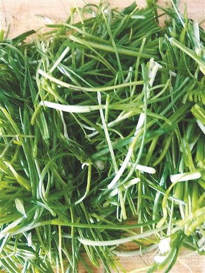 走进春天的田野听一听野菜的故事