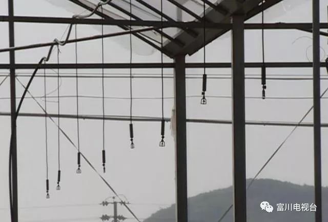 富川自家果园种植脐橙,最新富川脐橙果园