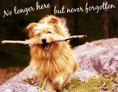 宠物离世如何面对家人,失去宠物怎么走出悲伤要多长时间